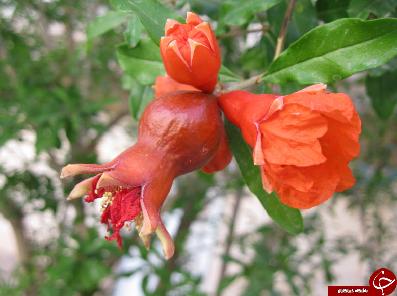 شکوفه&zwnj;های زیبای درخت انار در کاشان + تصاویر