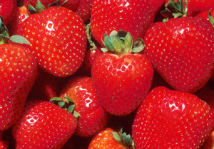 پیش بینی تولید 390 تن توت فرنگی در بهشهر