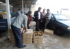توزیع جوجه یک روزه بومی و بلدرچین تخمگذار در بهاباد