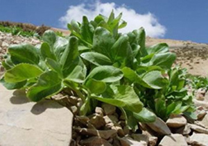 رویش کرفس کوهی در غرب اصفهان
