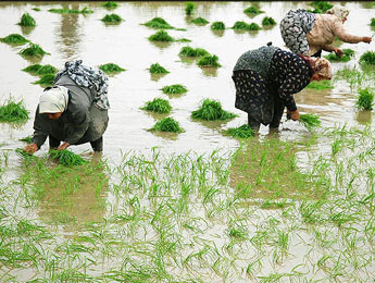 گزارش//سهم برنج کاران از توسعه مکانیزاسیون چقدر است؟
