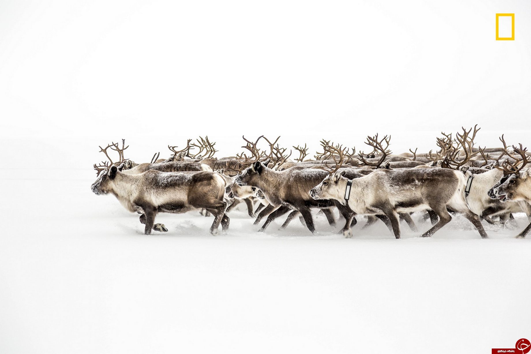 تصاویر چشم نوازی از طبیعت