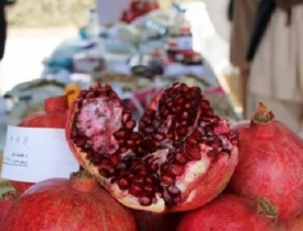 دو مسیر هوایی برای انتقال محصولات زراعتی به هند رااه اندازی می شود