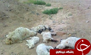 دشمنی دیرینه گرگ، 50 گوسفند غافل را تلف کرد