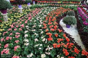 غفلت از ظرفیت های برجسته اقتصادی صنعت گل در کشور/از حضور مخرب دلالان تا فرصت یک میلیارد دلاری