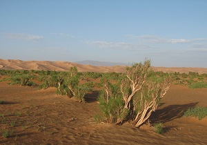 کاشت گیاه تاغ در مناطق بیابانی ده نمک