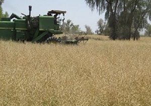 آغاز برداشت دانه‌های روغنی در استان خوزستان
