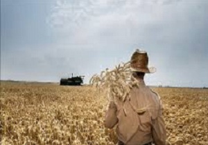 آغاز برداشت گندم در حاجی آباد