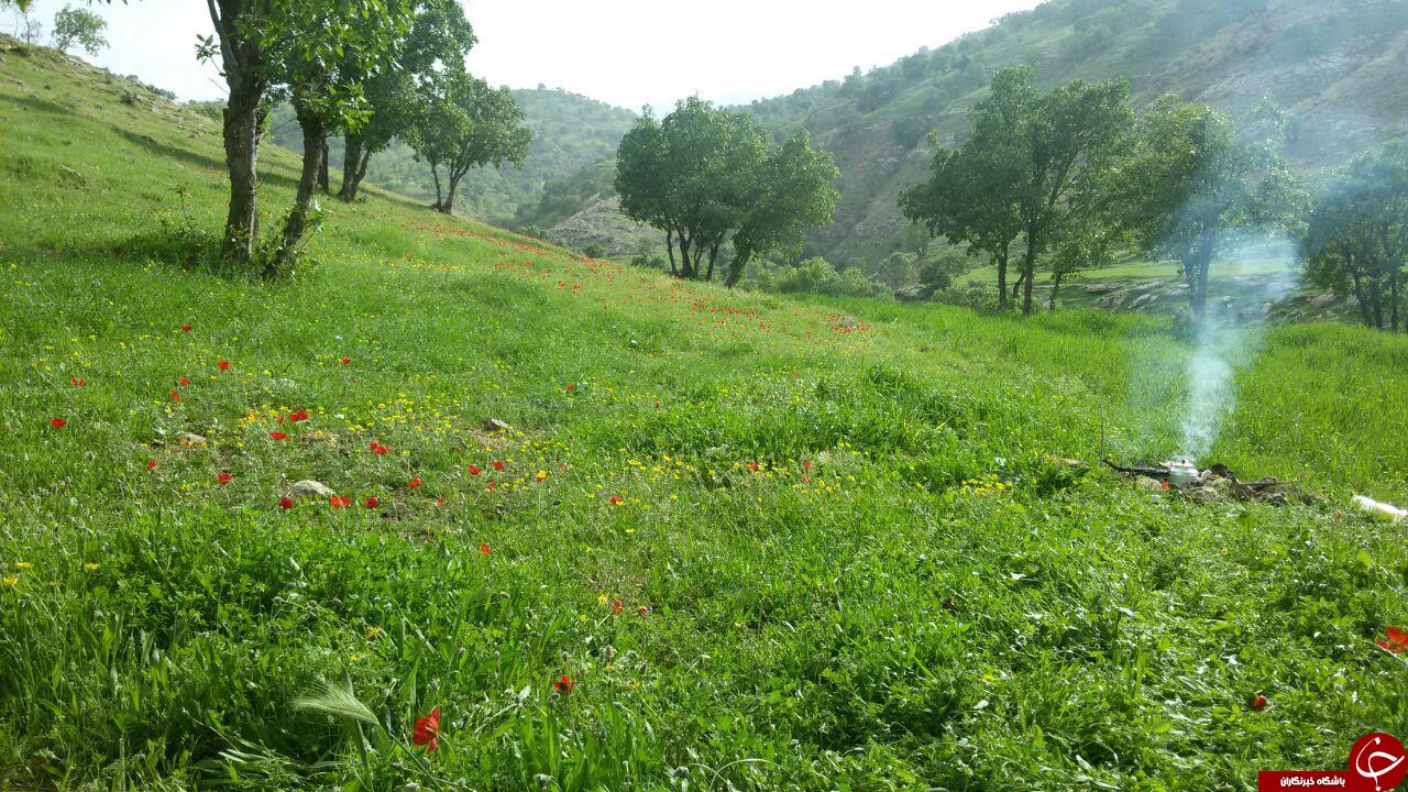 طبیعت سرسبز و آرامش&zwnj;بخش در زراب + تصاویر