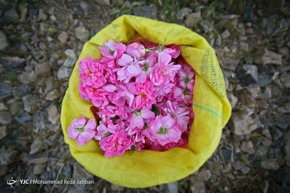 گلاب گیری در قمصر کاشان