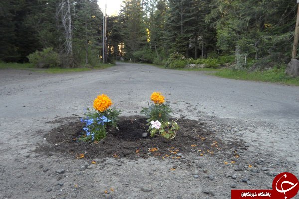 تبدیل چاله ها و ترک های خیابان به گلدان+تصاویر
