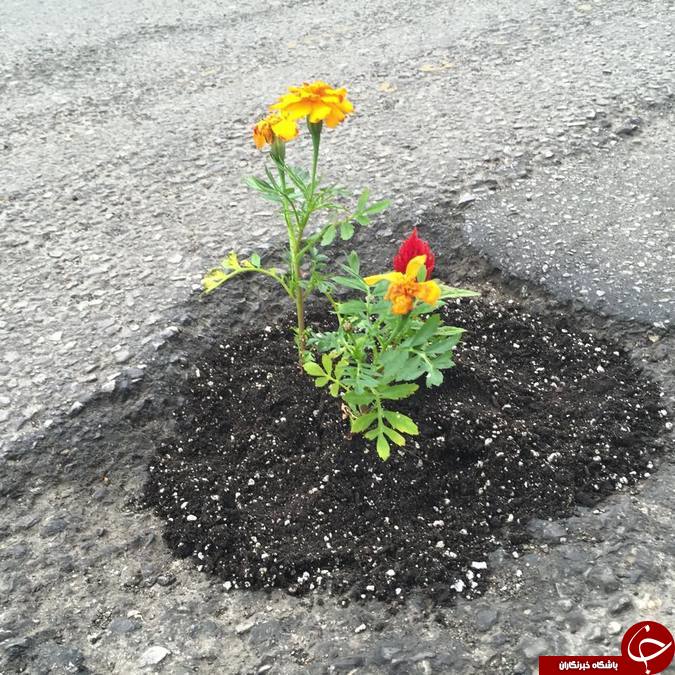 تبدیل چاله ها و ترک های خیابان به گلدان+تصاویر
