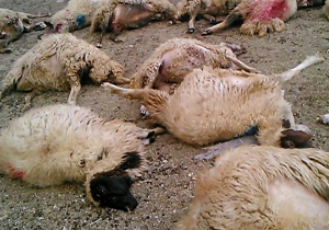 آذرخش در کوهرنگ سه مصدوم داشت