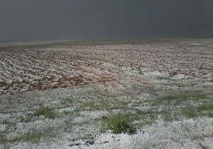 خسارت تگرگ به 14 روستای شهرستان ابهر