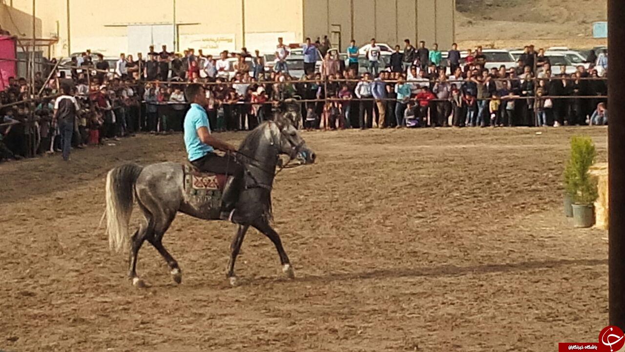 جشنواره اسب های بومی فلات ایران در شهربابک