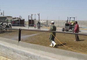 سم پاشی 12هزار متر مربع جایگاه دام در نهبندان
