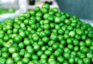 جشنواره گوجه سبز