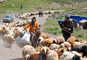 معرفی توانمندی ها و تولیدات عشایر هدف جشنواره ملی کوچ عشایر است