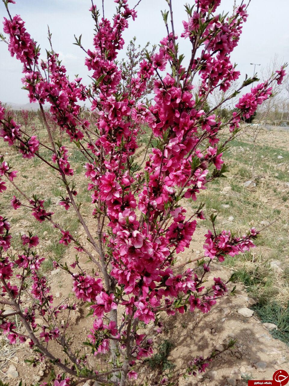 طبیعت زیبای بهاری اقلید فارس + تصاویر
