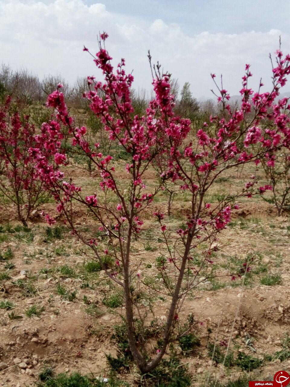طبیعت زیبای بهاری اقلید فارس + تصاویر