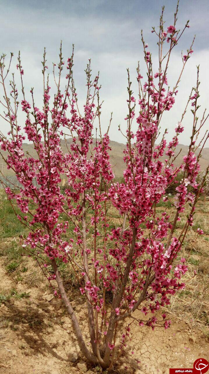 طبیعت زیبای بهاری اقلید فارس + تصاویر