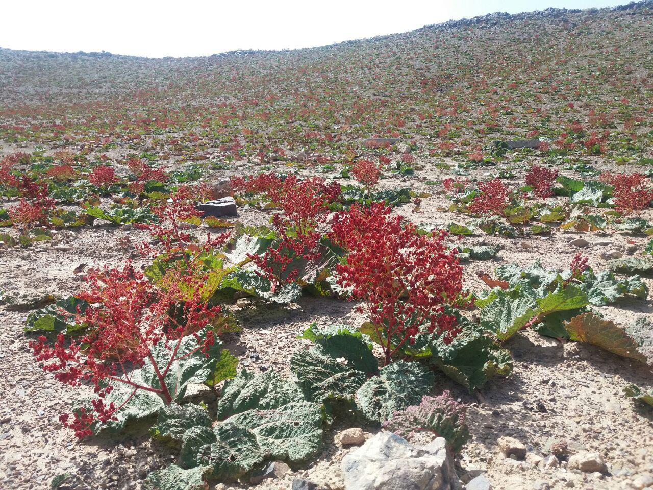 خروج خودرو ها از دشت ریواس شهربابک با تلاش دانش آموزان