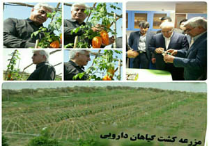 رونمایی از کپسول کاهنده قند خون