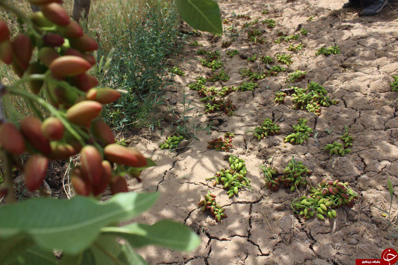 خسارت میلیاردی طوفان به باغات پسته در گناباد