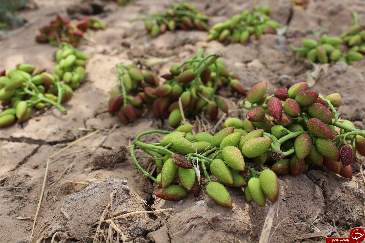 خسارت میلیاردی طوفان به باغات پسته در گناباد