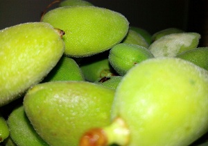 چغاله  نوبرانه بهار