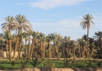 احتمال خسارت کنه تارتن و کرم میوه خوار خرما به نخیلات بوشهر