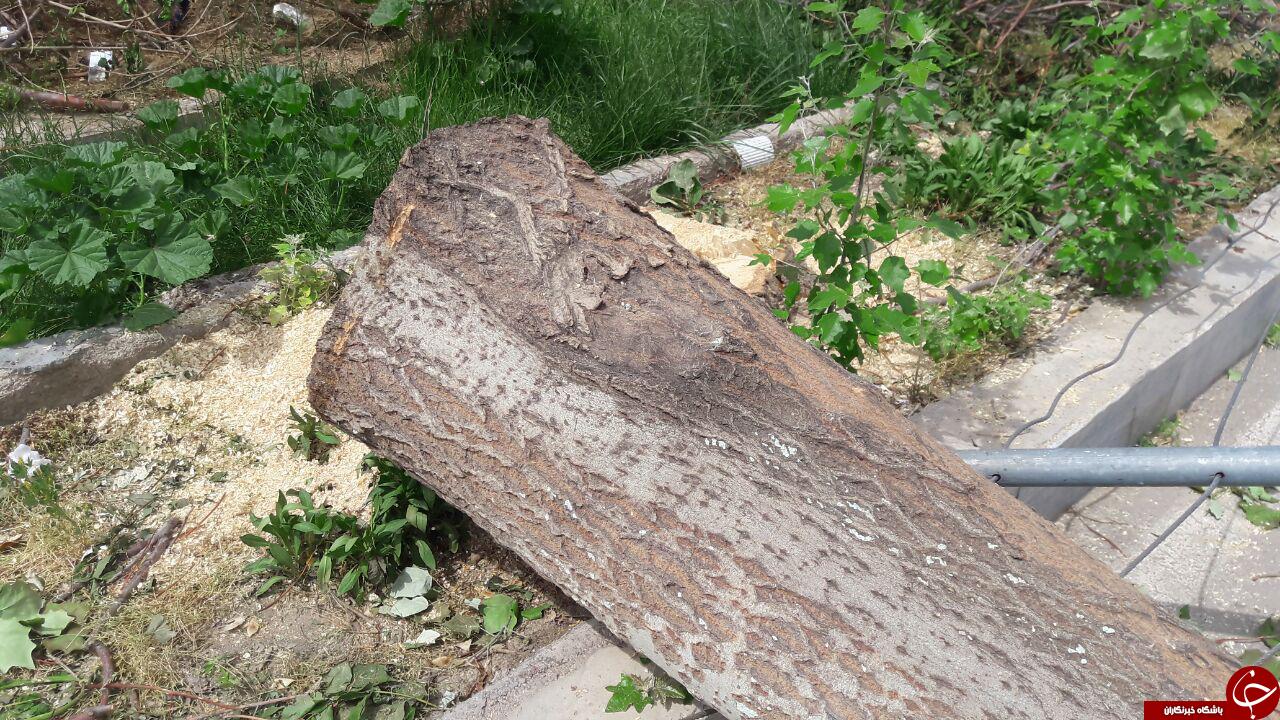 قلع و قمع درختان در بیمارستان کامیاب مشهد + فیلم و تصاویر