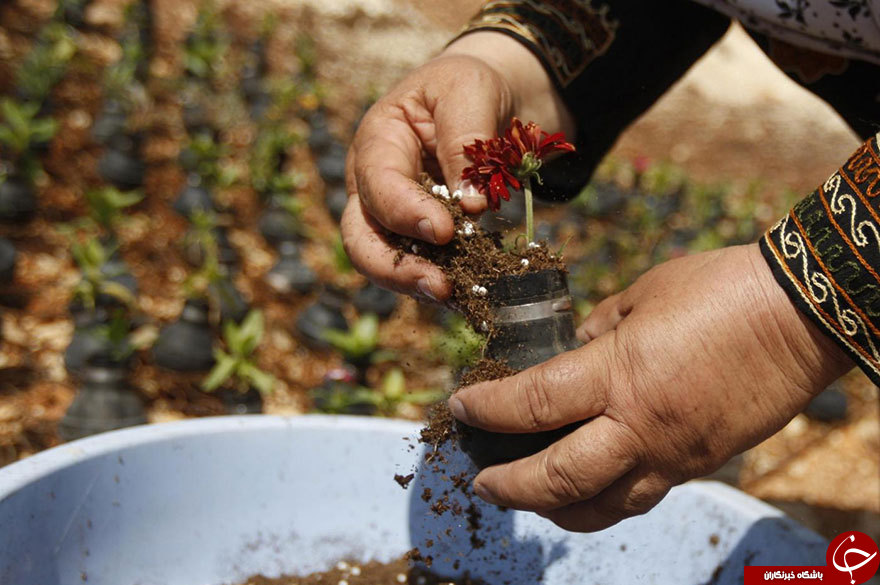خلاقیت زن فلسطینی با بمب&zwnj;های آتش&zwnj;زا +تصاویر