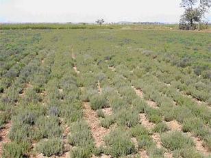 دستگیری عوامل قاچاق آویشن