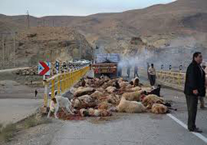 تلف شدن ۱۲ راس احشام در حادثه رانندگی ایلام