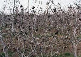 خسارت ۳۹۲ میلیاردی سرما به باغداران نیشابوری