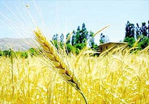 افزایش حدود یک میلیون تنی مجموع تولیدات کشاورزی استان