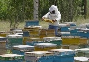 اردبیل مهد تولید عسل خالص در کشور اردبیل مهد تولید عسل خالص در کشور