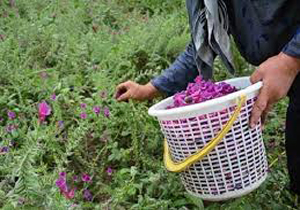 استفاده از گیاهان دارویی در فارس
