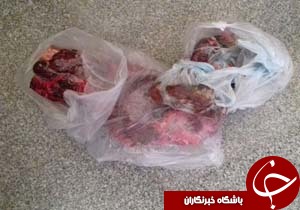 دستگیری عاملان شکار یک رأس آهو در درمیان