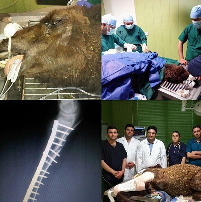 ساخت ایمپلنت داخل استخوانی برای اولین بار در کشور + عکس