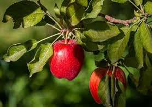 پنج محصول اساسی کشاورزی استاندارد سازی می شود