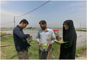 مبارزه بيولوژيکی با آفت ساقه خوار در زمین های شاليزاری آمل