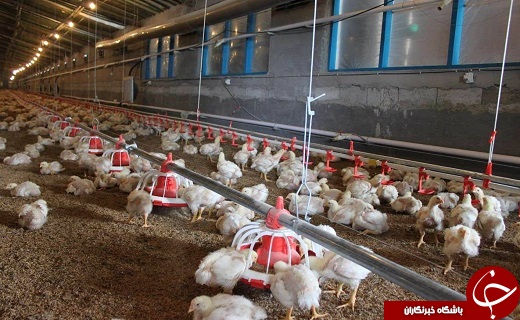 از مبارزه با آفت سن گندم تا افتتاح نمایشگاه دستاوردهای جوانان