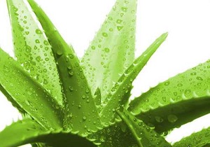 آلوورا گیاهی سرشار از خواص بی شمار