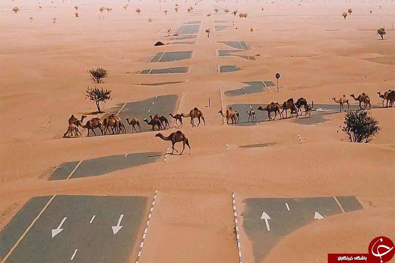 عبور شترها از بزرگراهی در یک بیابان+عکس