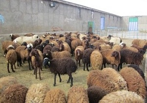 کشف ۳۰ راس دام فاقد مجوز حمل