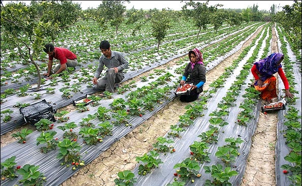 پرداخت تسهیلات بانکی احداث گلخانه بدون محدودیت