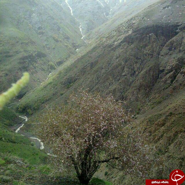 طبیعت بکر و زیبا در پیربالا + تصاویر