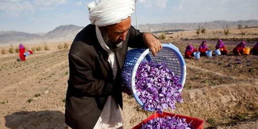 میلیاردر آمریکایی در بخش زعفران افغانستان سرمایه&zwnj;گذاری می&zwnj;کند